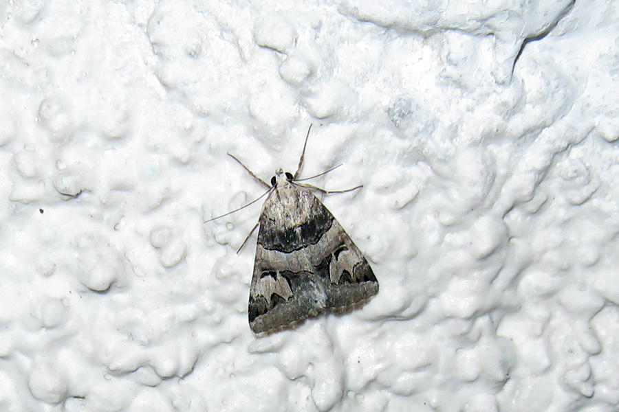 Due Noctuidae